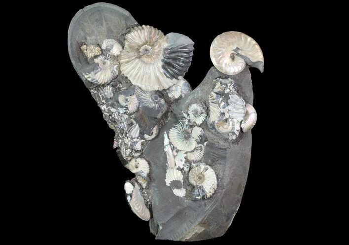 Gorgeous, Tall Iridescent Ammonite Cluster - Russia #78535